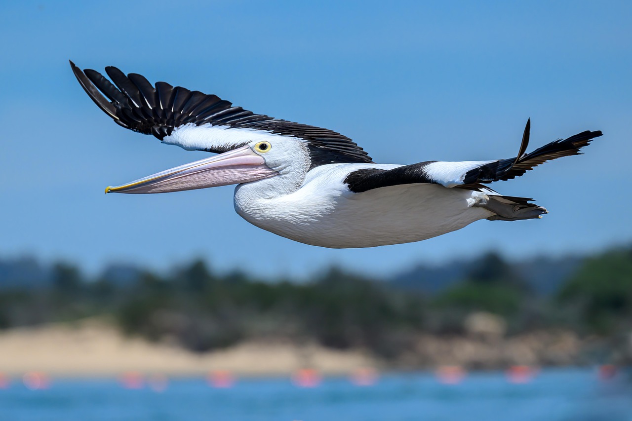 Track Your Progress: Ace Your Australian Citizenship Exam with Analytics